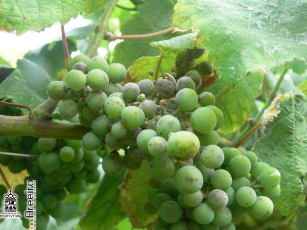 Uncinula necator (Oidio de la Viña) - Rajado de la uva por oidio.jpg
